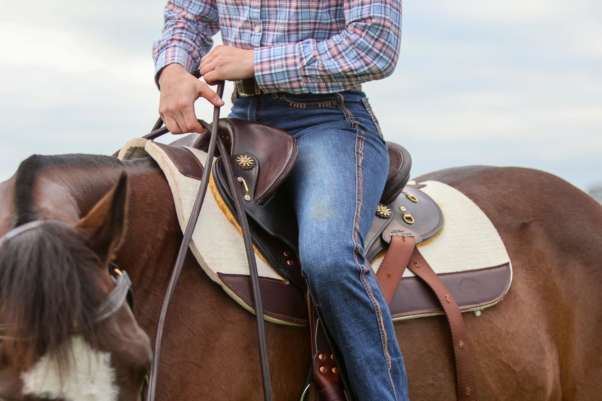 The Dressage fender