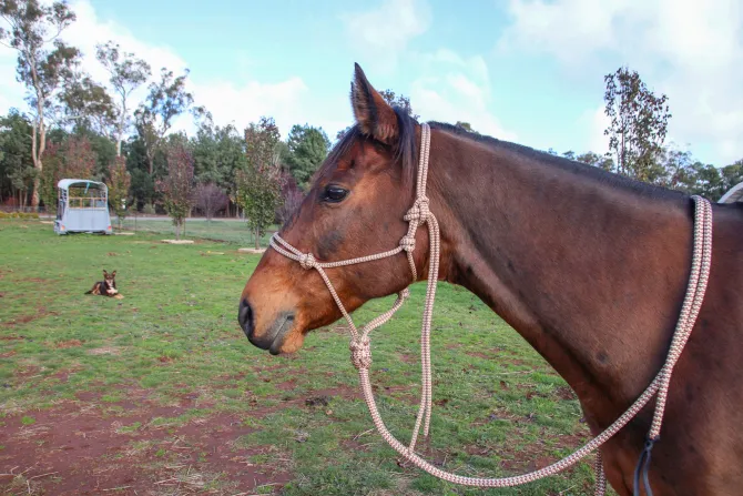Rope Halter - Image 3