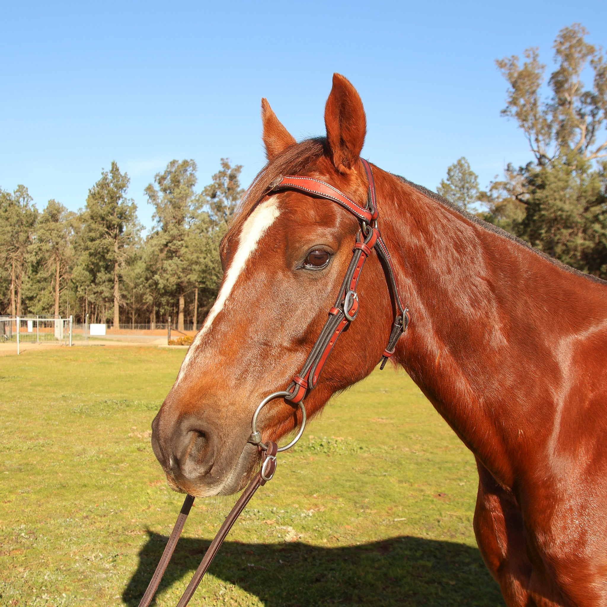 Handmade Leather Stock Bridle Decorative Browband – Red Gum