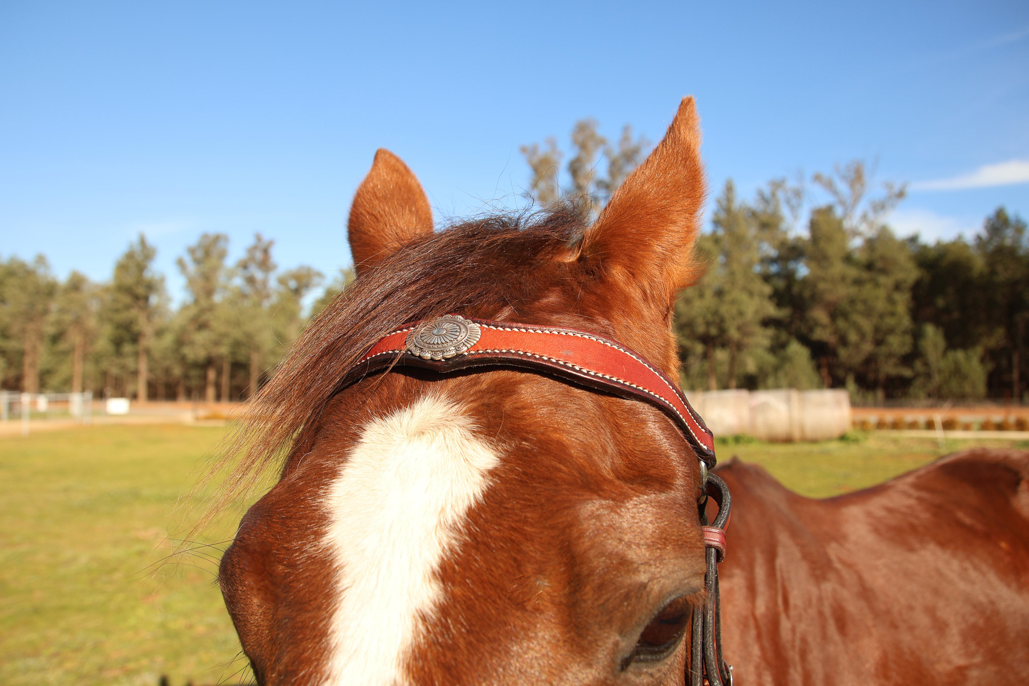 Handmade Leather Stock Bridle Decorative Browband – Red Gum - Image 2