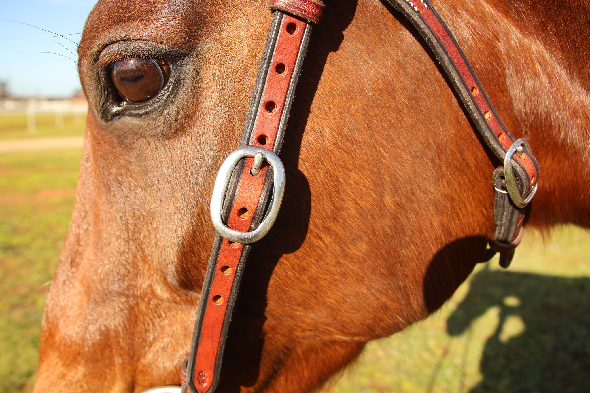 Handmade Leather Stock Bridle Decorative Browband – Red Gum - Image 3