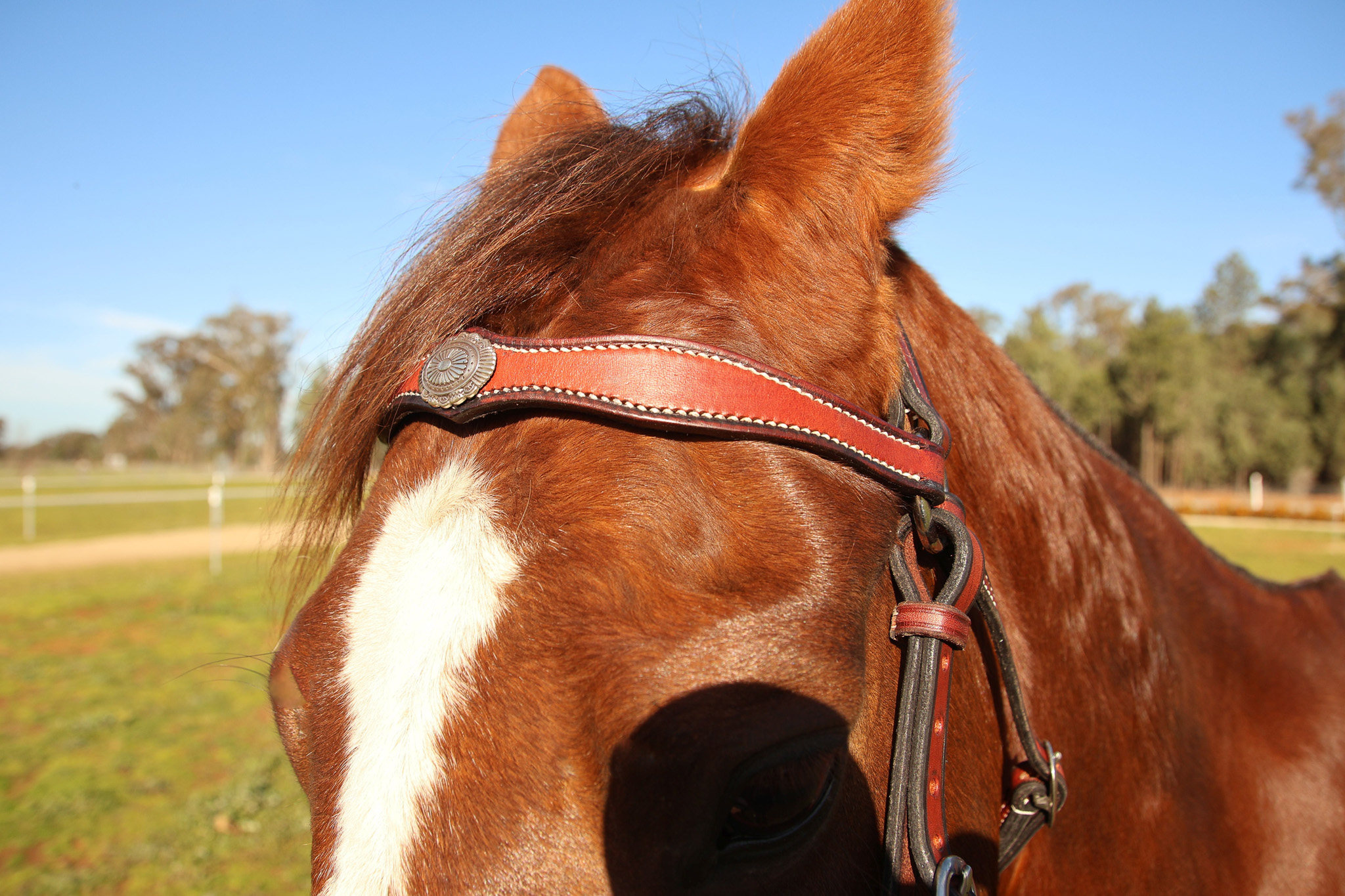Handmade Leather Stock Bridle Decorative Browband – Red Gum - Image 4