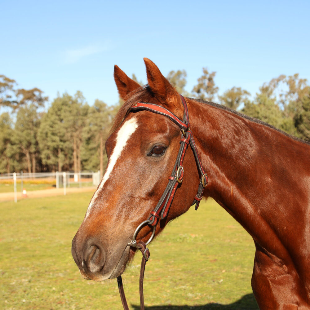 Handmade Leather Stock Bridle – Red Gum