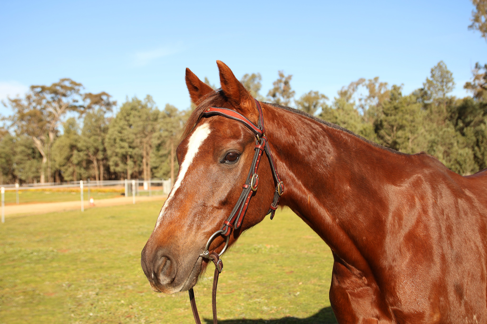Handmade Leather Stock Bridle – Red Gum - Image 4