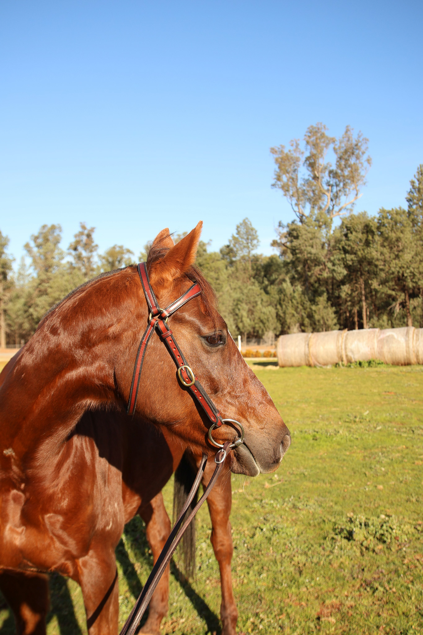 Handmade Leather Stock Bridle – Red Gum - Image 3
