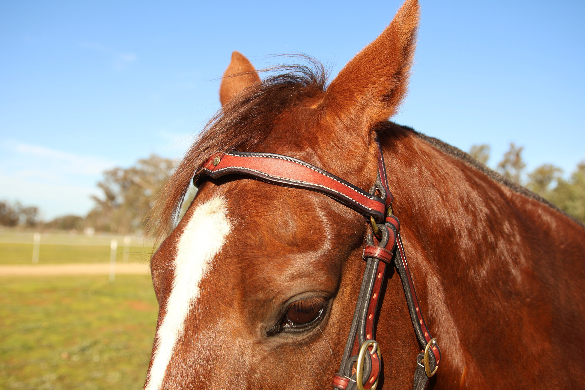 Handmade Leather Stock Bridle – Red Gum - Image 2