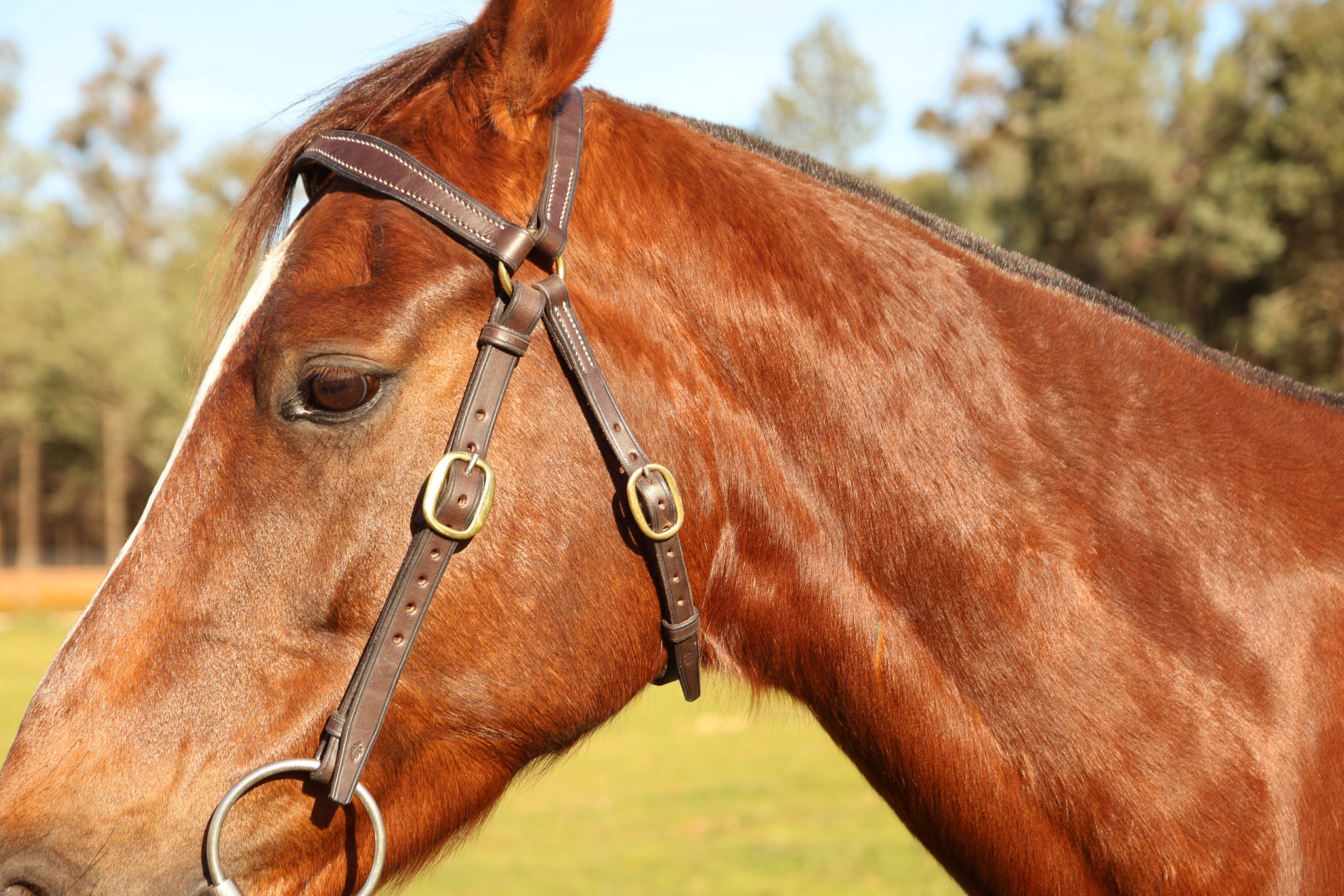Handmade Leather Stock Bridle – Brown - Image 3